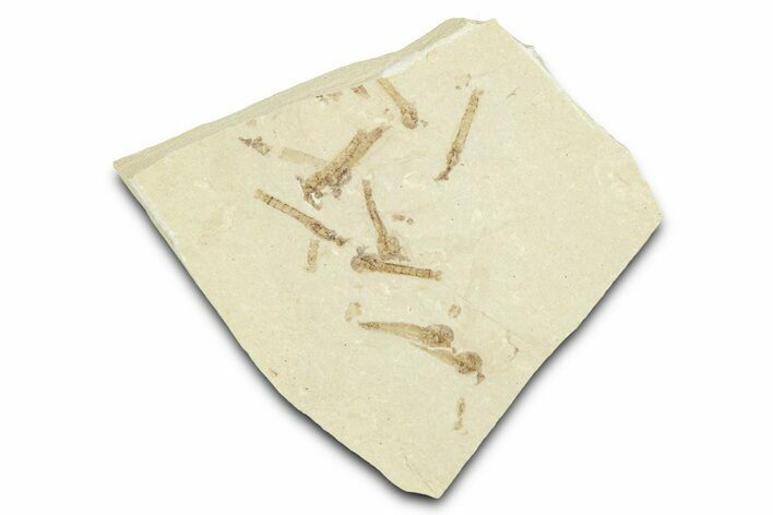 Crane Fly (Tipulidae) Mortality Plate - Green River Formation #360060